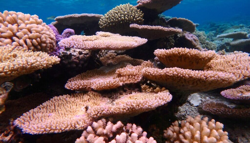 raiatea-blue-lagoon-apetahi00006