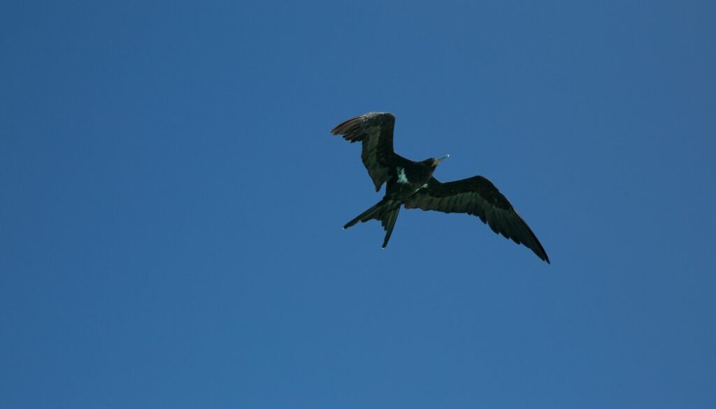 raiatea-blue-lagoon-apetahi00011