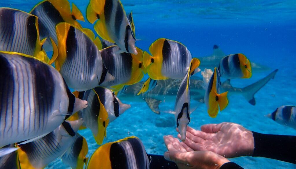 raiatea-blue-lagoon-vanilla00009